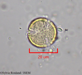 Clematis ibarensis - lame n° 1968
