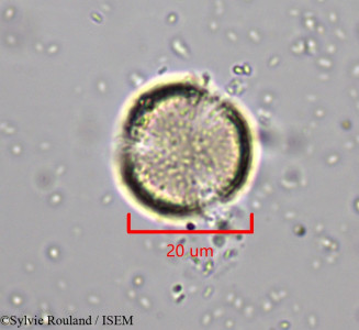 Clematis ibarensis - lame n° 1968