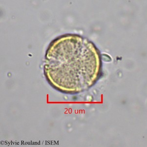 Clematis ibarensis - lame n° 1968