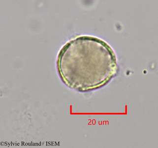 Clematis ibarensis - lame n° 1969