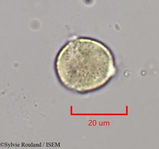 Clematis ibarensis - lame n° 1969