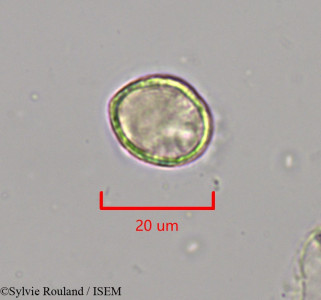 Clematis ibarensis - lame n° 1969