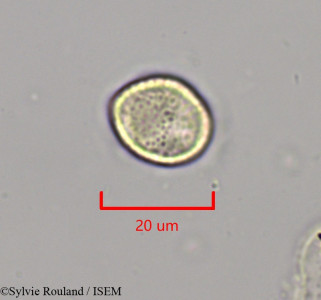 Clematis ibarensis - lame n° 1969