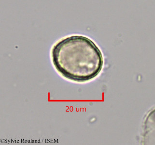Clematis ibarensis - lame n° 1969