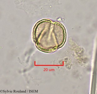 Clematis orientalis - lame n° 1970
