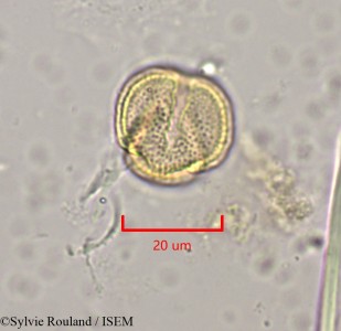 Clematis orientalis - lame n° 1970