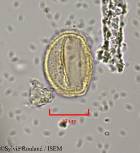 Clematis orientalis - lame n° 1971