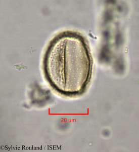 Clematis orientalis - lame n° 1971