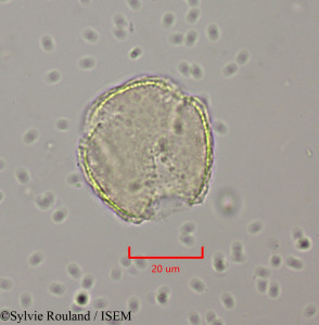 Clematis orientalis - lame n° 1971