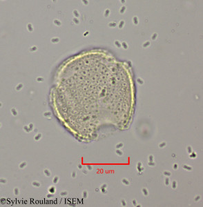 Clematis orientalis - lame n° 1971