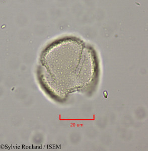 Clematis orientalis - lame n° 1971