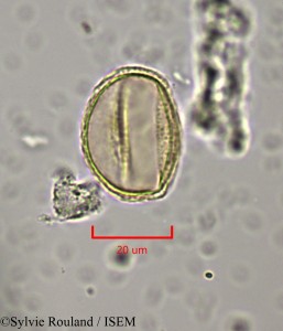 Clematis orientalis - lame n° 1971