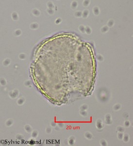 Clematis orientalis - lame n° 1971