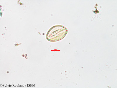 Cleome dumosa - lame n° 3294