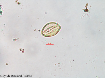 Cleome dumosa - lame n° 3294