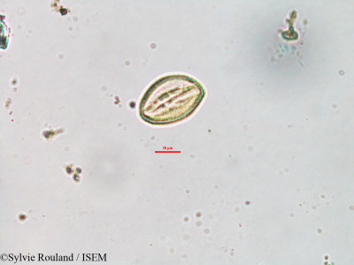 Cleome dumosa - lame n° 3294