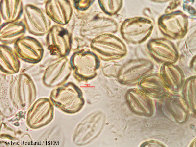 Cleome dumosa - lame n° 3294