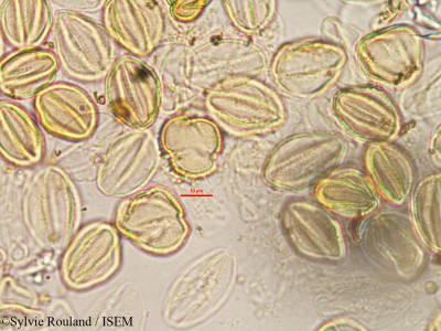 Cleome dumosa - lame n° 3294