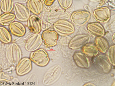 Cleome dumosa - lame n° 3294