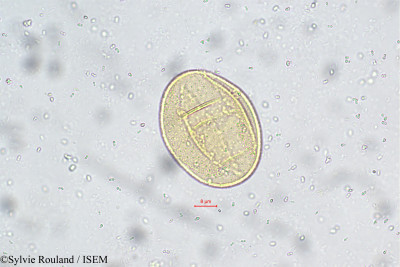 Clerodendrum phlomidis - lame n° 5729