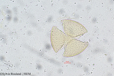 Clerodendrum phlomidis - lame n° 5729