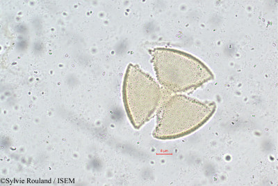 Clerodendrum phlomidis - lame n° 5729