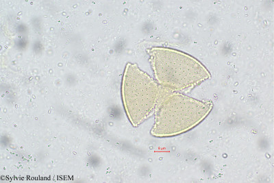 Clerodendrum phlomidis - lame n° 5729