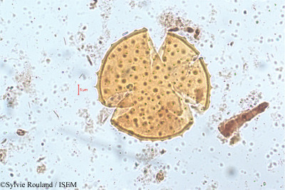 Clerodendrum serratum - lame n° 5143