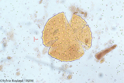 Clerodendrum serratum - lame n° 5143