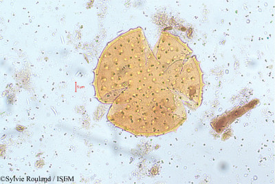 Clerodendrum serratum - lame n° 5143