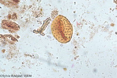 Clerodendrum serratum - lame n° 5143