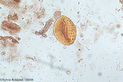 Clerodendrum serratum - lame n° 5143