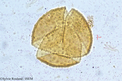Clerodendrum siphonanthus - lame n° 5005