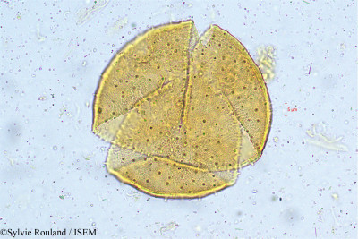 Clerodendrum siphonanthus - lame n° 5005