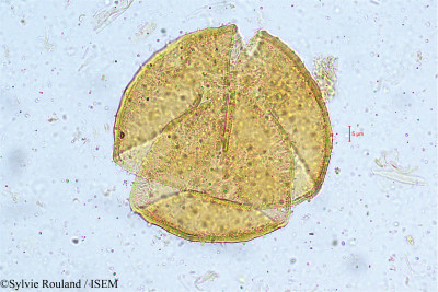 Clerodendrum siphonanthus - lame n° 5005