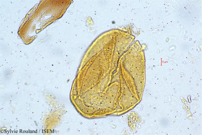 Clerodendrum siphonanthus - lame n° 5005