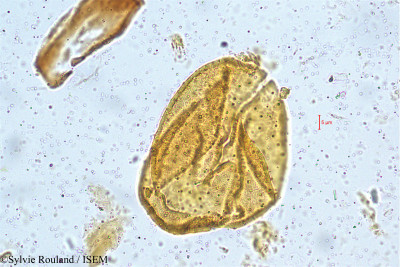 Clerodendrum siphonanthus - lame n° 5005