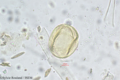 Sylvie.Rouland/Cnesmone_javanica_5588/Cnesmone_javanica_5588_0001(copy)_thumb.jpg