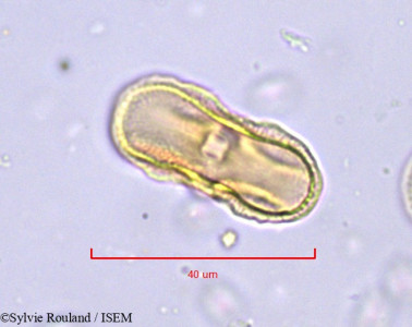 Sylvie.Rouland/Cnidium_apioides_783/Cnidium_apioides_783_0001(copy)_thumb.jpg