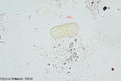 Sylvie.Rouland/Cnidium_silaifolium_417/Cnidium_silaifolium_417_0001(copy)_thumb.jpg