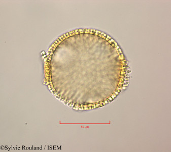 Sylvie.Rouland/Cnidoscolus_urens_47255/Cnidoscolus_urens_47255_0001(copy)_thumb.jpg