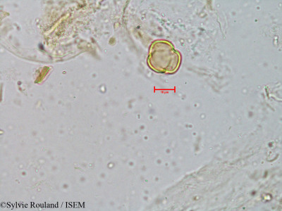 Sylvie.Rouland/Cocculus_hirsutus_3955/Cocculus_hirsutus_3955_0001(copy)_thumb.jpg