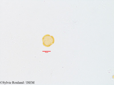 Sylvie.Rouland/Cocculus_pendulus_3593/Cocculus_pendulus_3593_0001(copy)_thumb.jpg