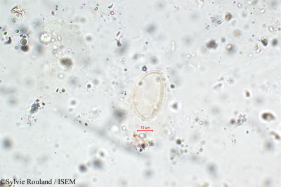 Sylvie.Rouland/Cochlearia_polonica_5885/Cochlearia_polonica_5885_0001(copy)_thumb.jpg