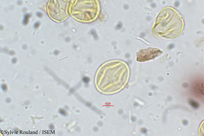 Cochlospermum gossypium - lame n° 5336