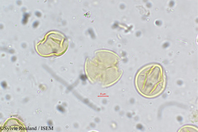 Cochlospermum gossypium - lame n° 5336