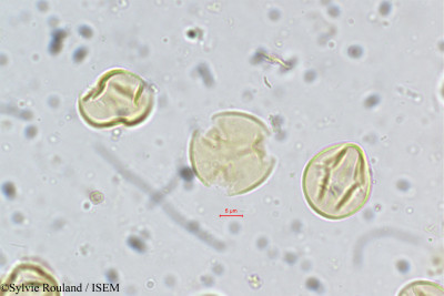 Cochlospermum gossypium - lame n° 5336