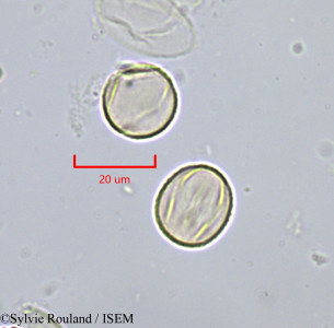 Cochlospermum planchonii - lame n° 1822