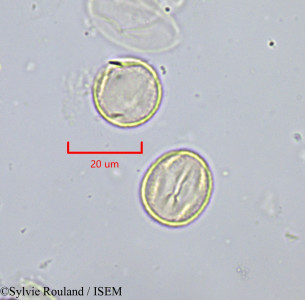 Cochlospermum planchonii - lame n° 1822