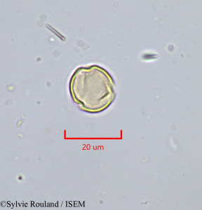 Cochlospermum planchonii - lame n° 1822